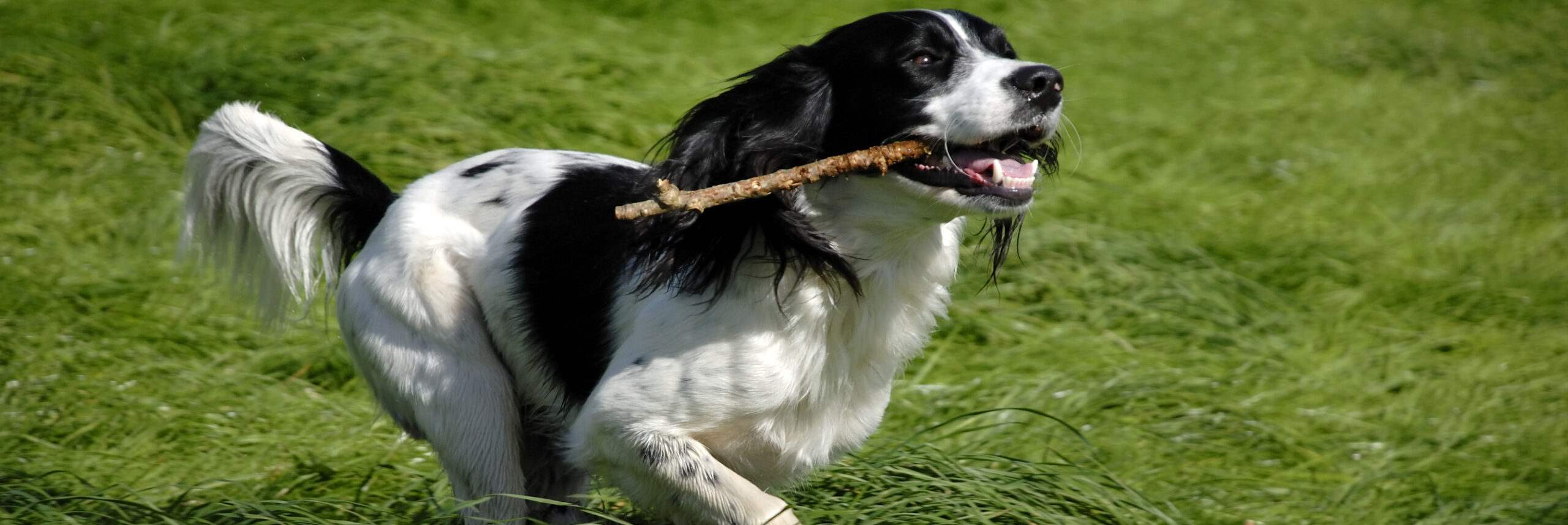 English Springer Spaniel